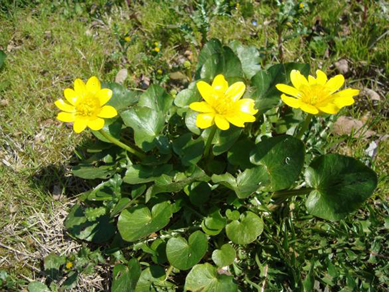 Basur Otu Kullanımı ve Faydaları Nelerdir?
