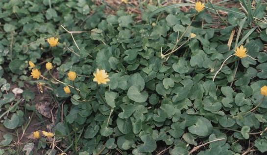 Basura İyi Gelen Bitkiler Nelerdir?